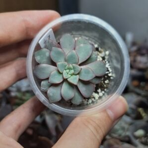 Echeveria Subcorymbosa