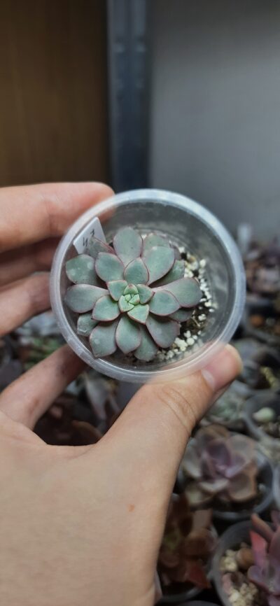 Echeveria Subcorymbosa