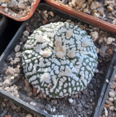 Astrophytum asterias cv.super kabuto