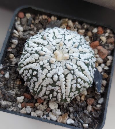 Astrophytum asterias cv.super kabuto