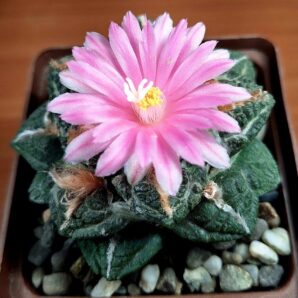 № 90 Ariocarpus fissuratus | 5