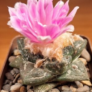 № 94 Ariocarpus fissuratus | 5