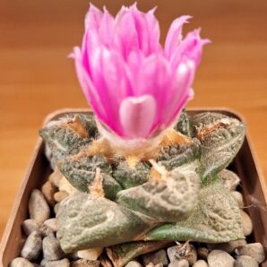 № 95 Ariocarpus fissuratus | 7