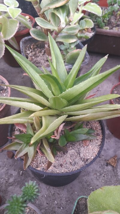 Aloe cv. Black Gem variegata - Зображення 2
