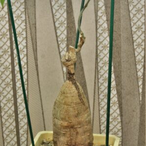argyreya-collinsii.-convulvulaceae.-thailand.