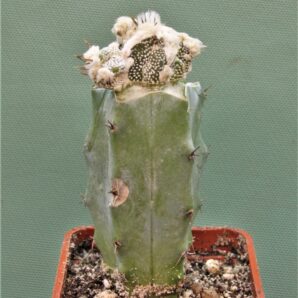 astrophytum-ornatum-dinozawr-4