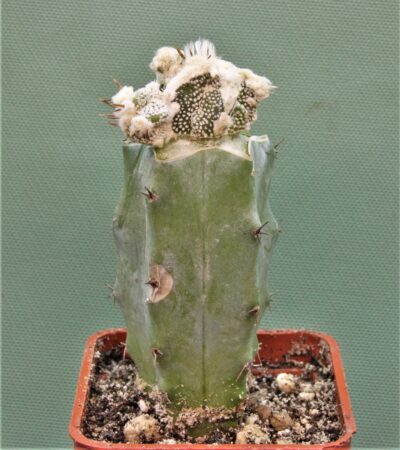astrophytum-ornatum-dinozawr-4