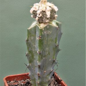 astrophytum-ornatum-dinozawr-5