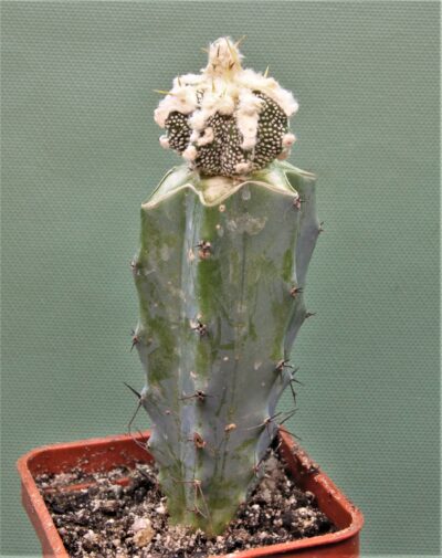 astrophytum-ornatum-dinozawr-5