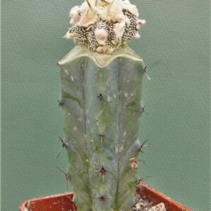 astrophytum-ornatum-dinozawr-6