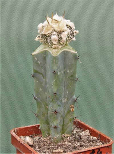 astrophytum-ornatum-dinozawr-6