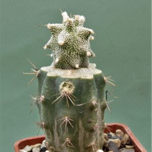 astrophytum-ornatum-‘kikko-1