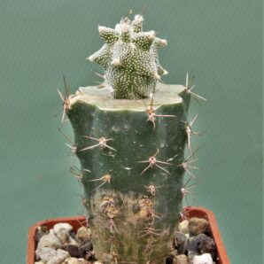 astrophytum-ornatum-‘kikko-3