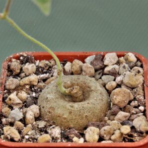 ceropegia-purpurascens-2