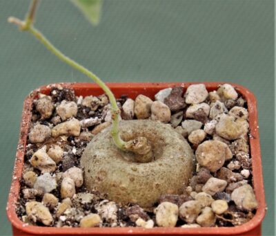 ceropegia-purpurascens-2