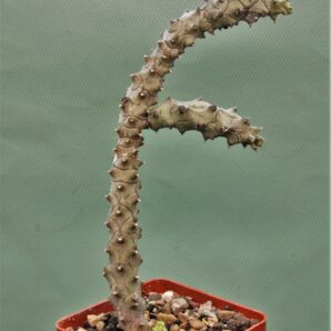 ceropegia-stapeliformis-f.-monstrosa-1