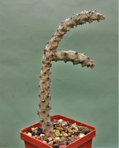 ceropegia-stapeliformis-f.-monstrosa-1