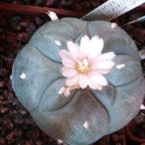 насіння Lophophora willimsii