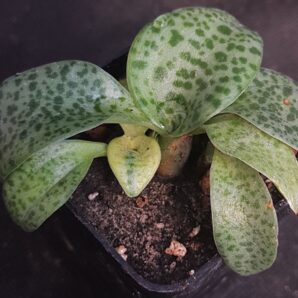 Drimiopsis Maculata var.