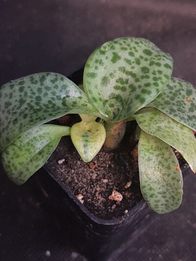 Drimiopsis Maculata var.