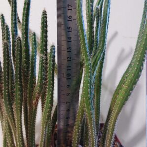 Eriocereus pomanensis