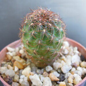 sulcorebutia franciana