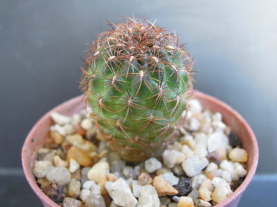 sulcorebutia franciana