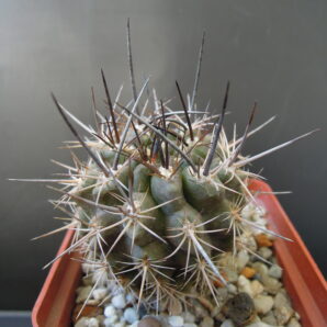 Neoporteria floccosa KK1173