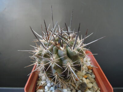 Neoporteria floccosa KK1173