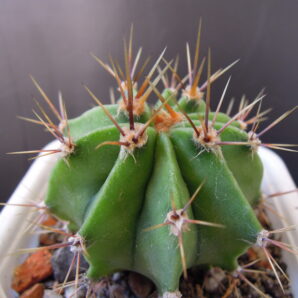 Echinopsis chacoana