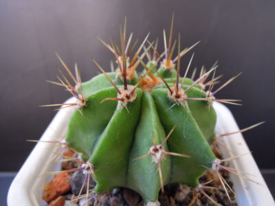Echinopsis chacoana