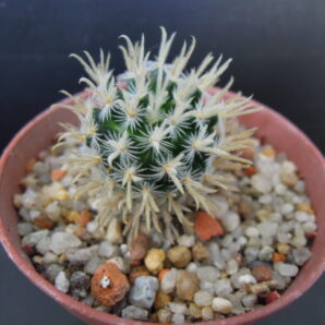 mammillaria duwei