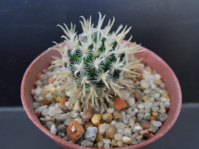 mammillaria duwei