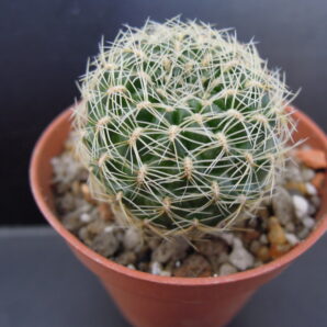 Sulcorebutia albissima HS 1224