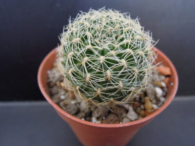 Sulcorebutia albissima HS 1224