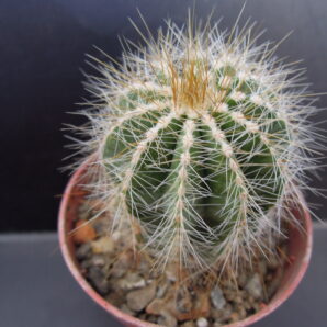 Eriocactus magnificus