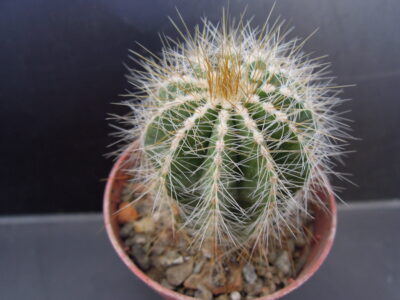 Eriocactus magnificus