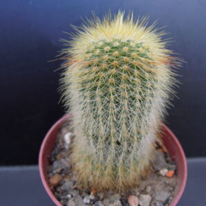 Eriocactus leninhausii