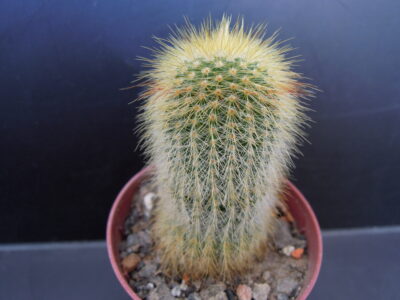 Eriocactus leninhausii