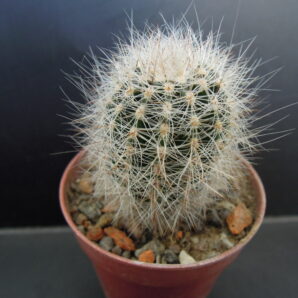 Lobivia aurea v. leucomalla