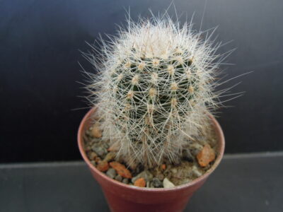 Lobivia aurea v. leucomalla