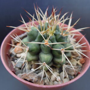 gymnocalycium pungens
