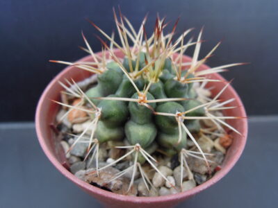 gymnocalycium pungens