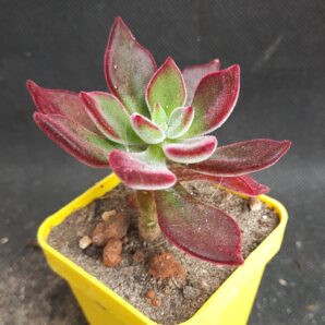 Echeveria pulvinata Devotion