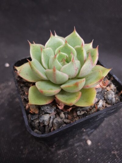 Echeveria purpusorum white