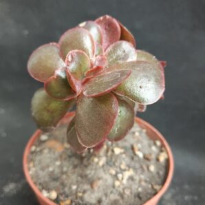 Echeveria Red Ball cristata