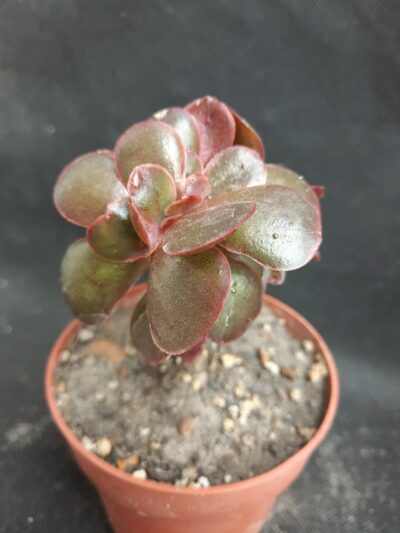 Echeveria Red Ball cristata