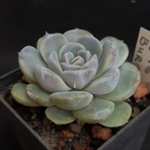 Echeveria Tiny Burger
