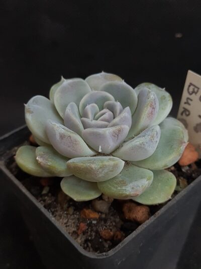 Echeveria Tiny Burger