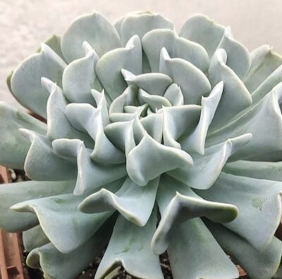 Echeveria Topsy Turvy - Зображення 2